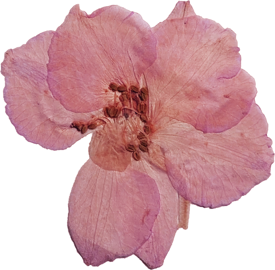 Pressed Pink Flower